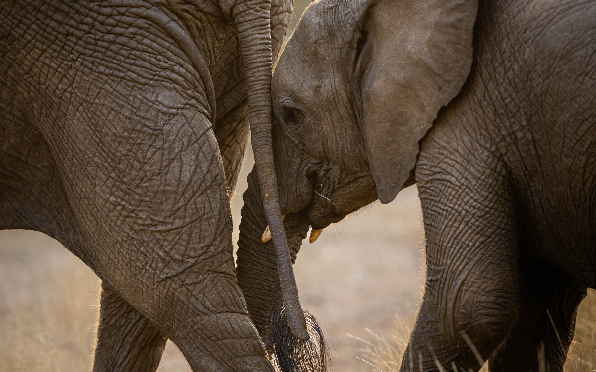 Sashwa Elephants