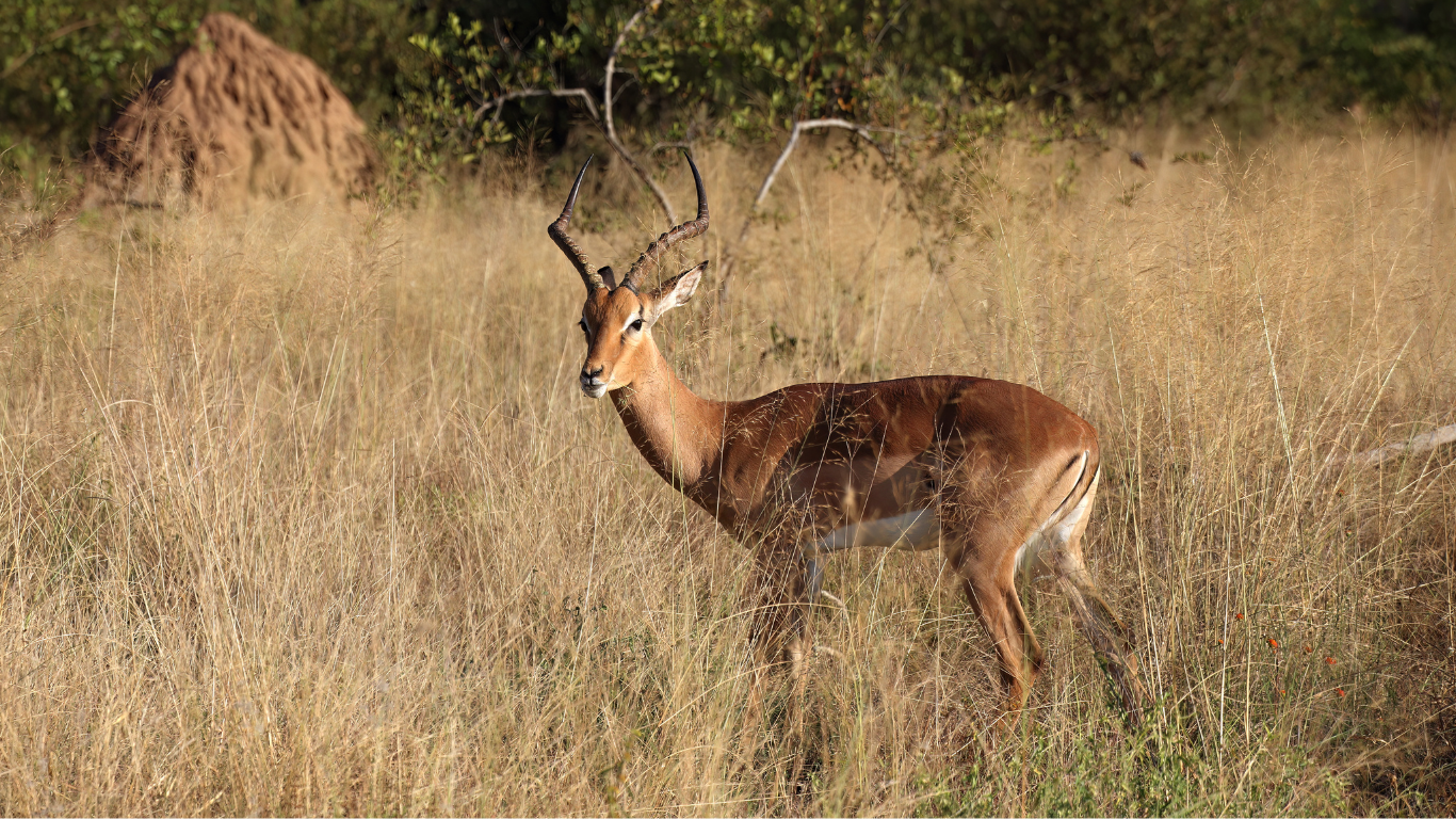 Pandiculation, impala
