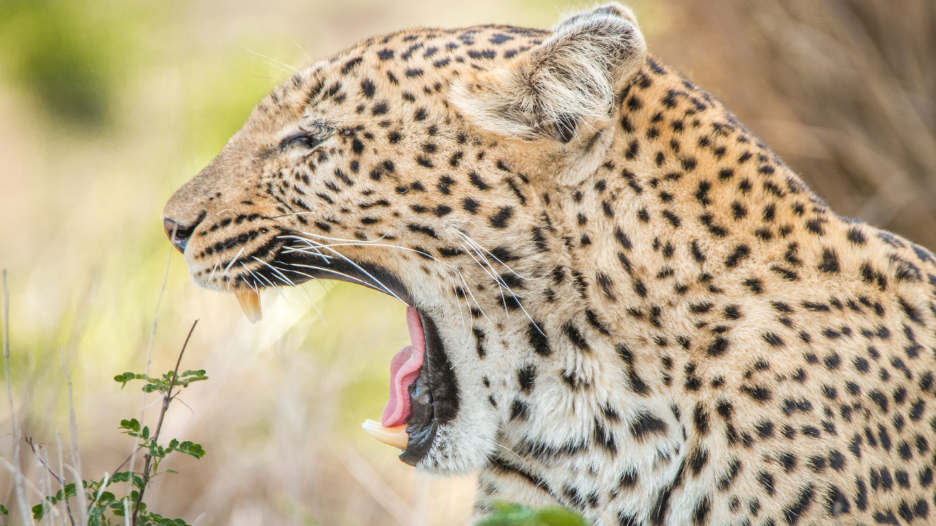 Pandiculating, leopard