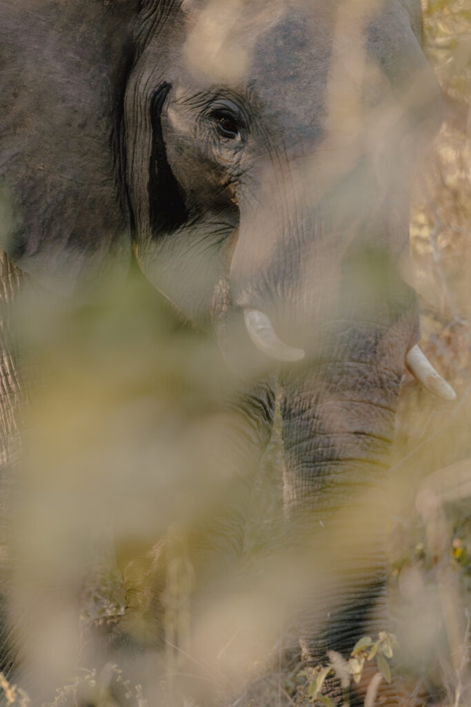 Elephant at olifants' river