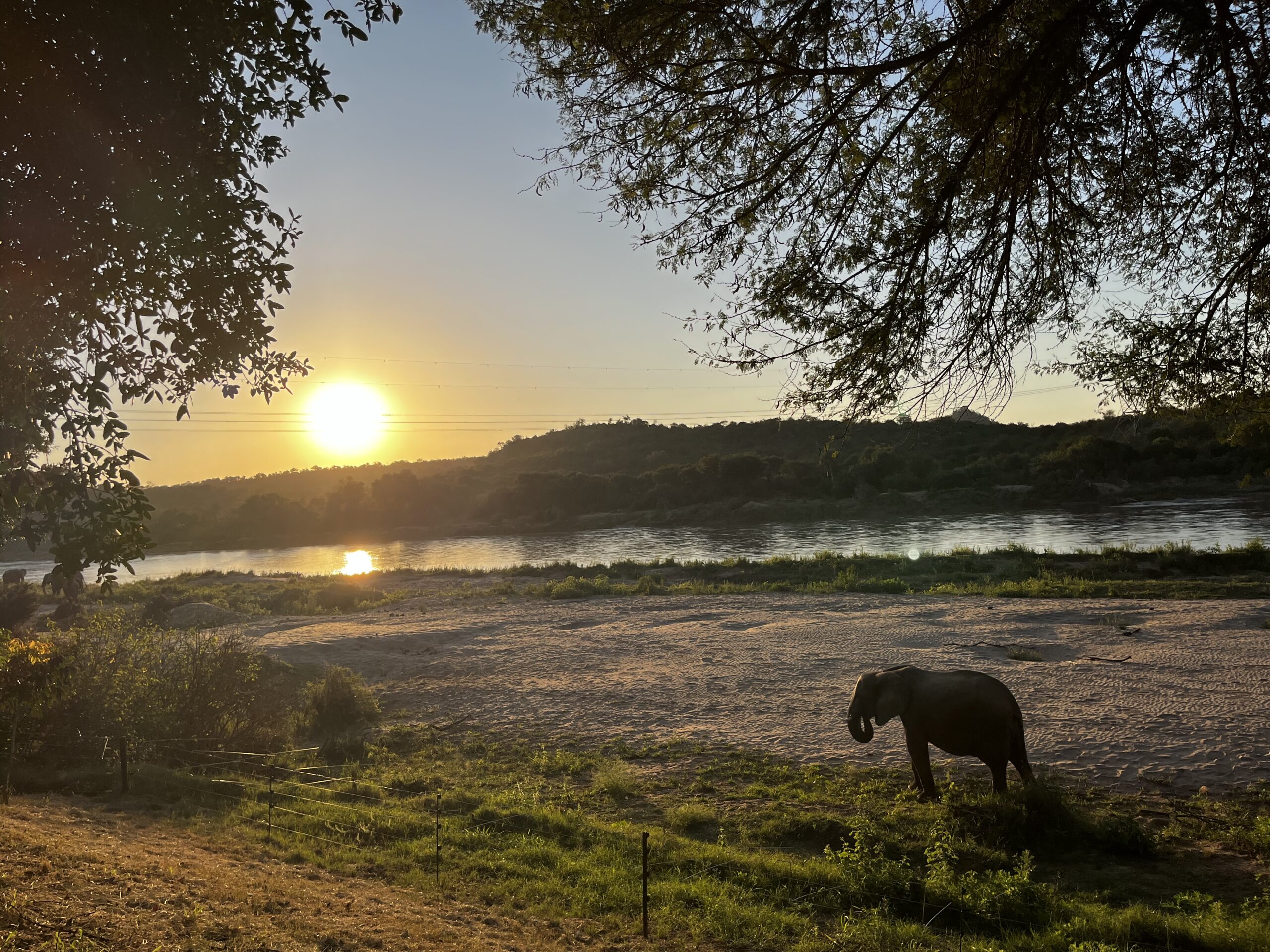 Elephant at the Olifants' river