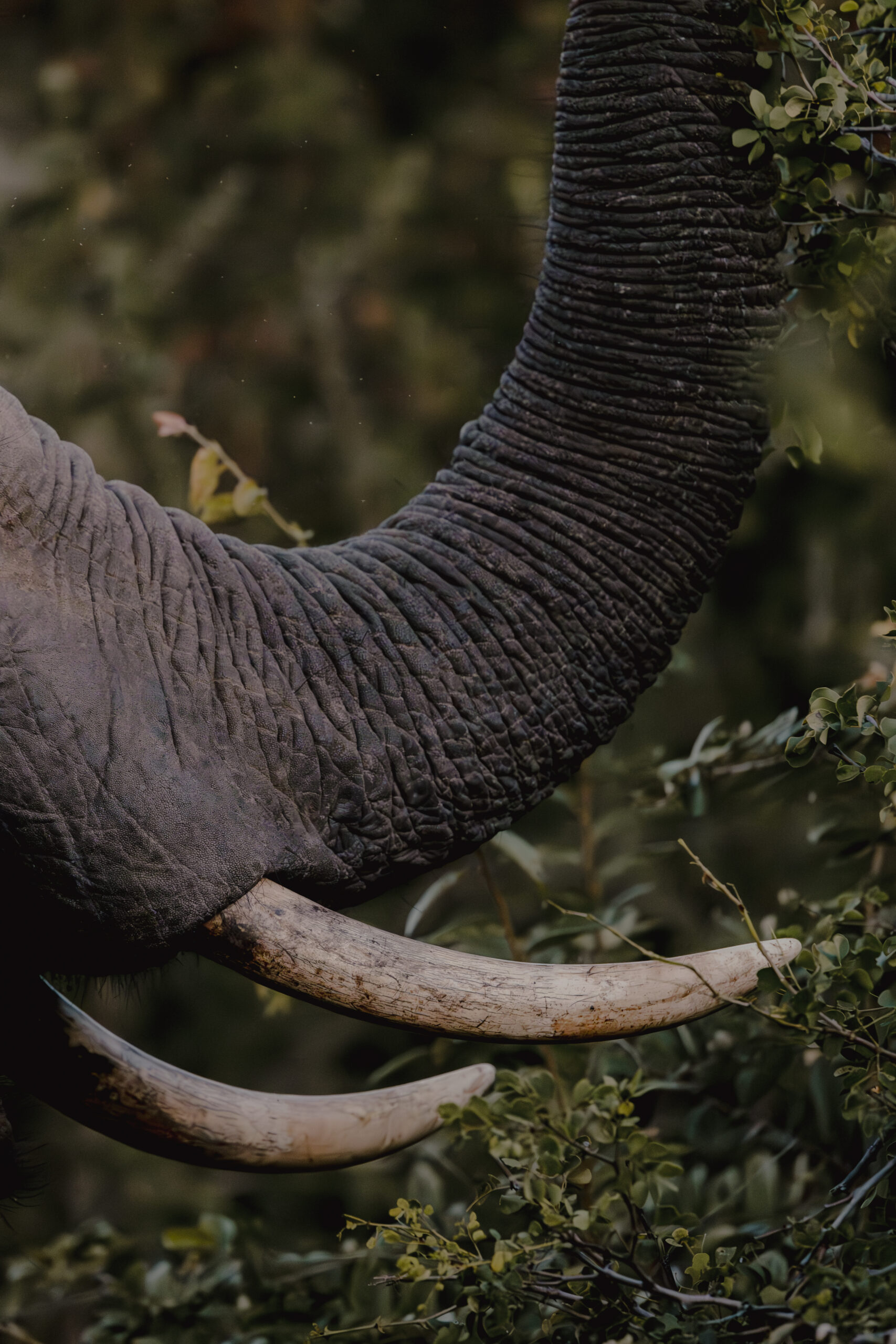 Sashwa elephant