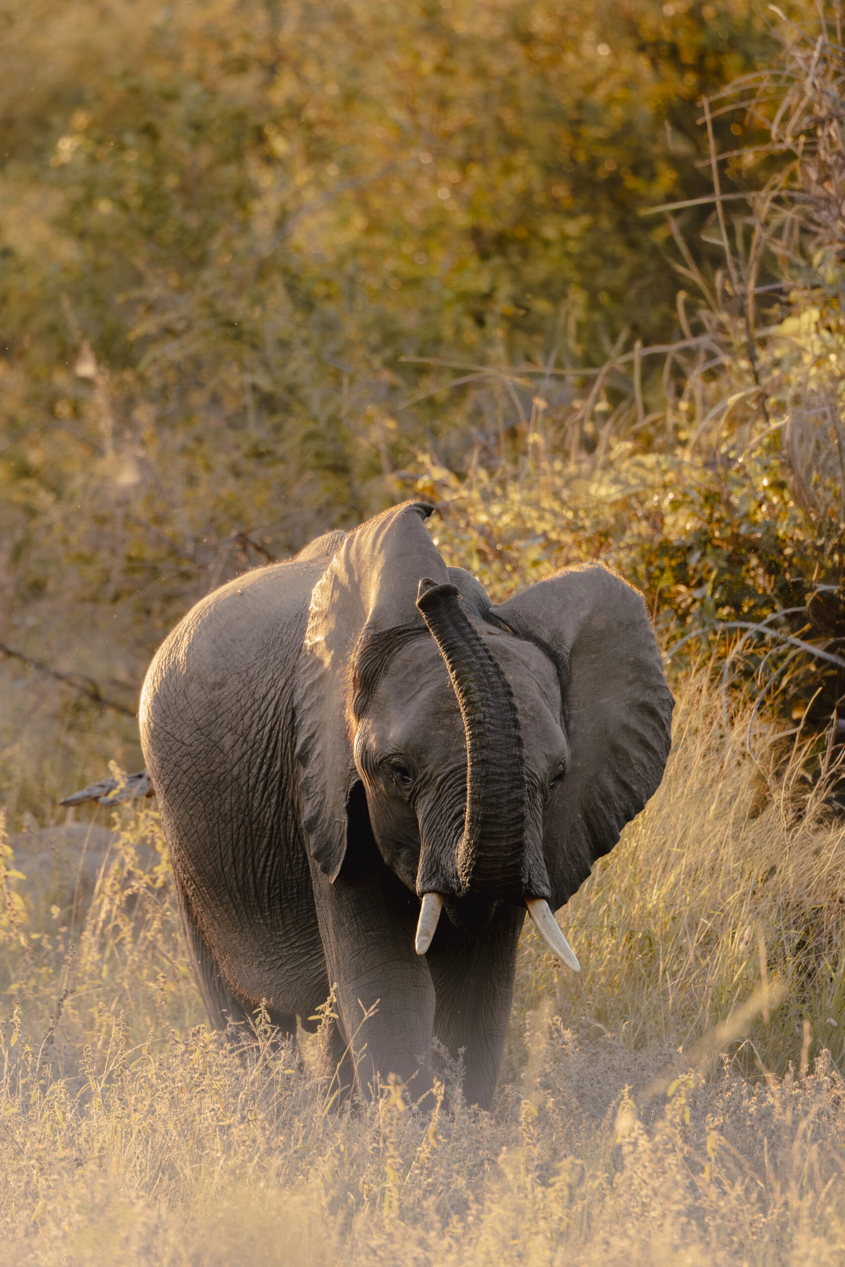Sashwa Elephant