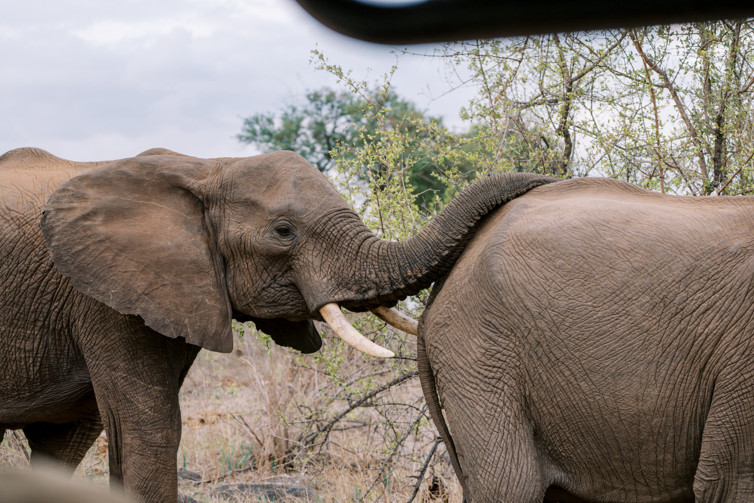 Elephant communication